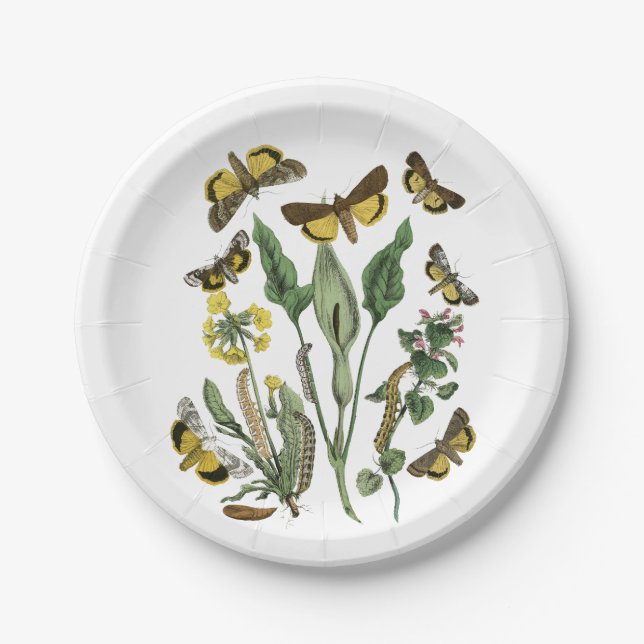 Botanical Butterfly and Moth Natural Vintage Plate (Front)
