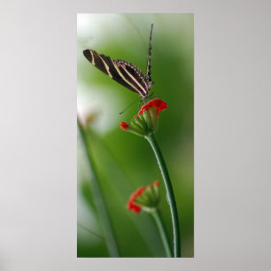 Botanical Butterfly Poster