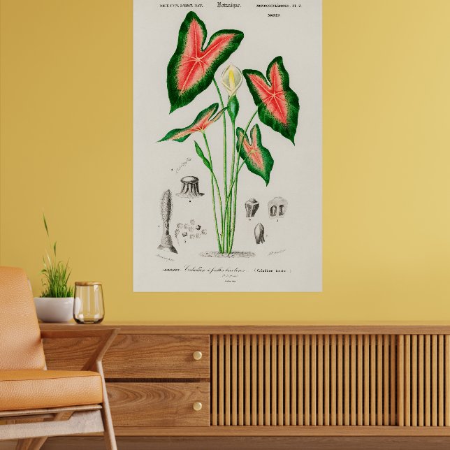 Botanical Caladium Illustration Poster (Living Room 2)