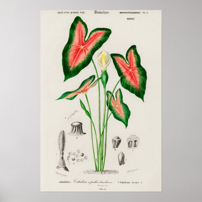 Botanical Caladium Illustration Poster (Front)