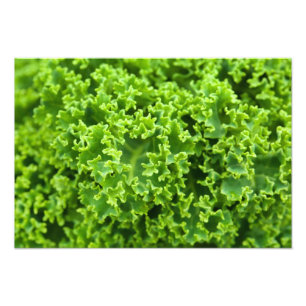 Botanical Close Up - Green Leaves (Leaf) Photo Print