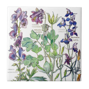 Botanical Columbine Wildflower Flowers Tile
