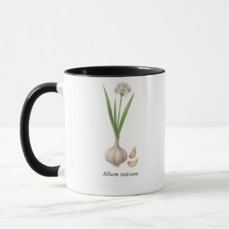 Botanical cup Allium sativum