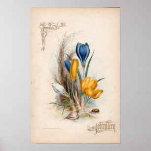 Botanical Engravings, February Poster