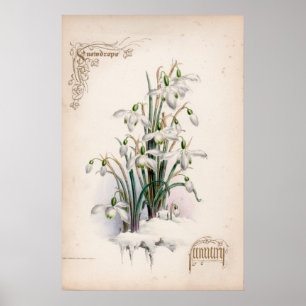 Botanical Engravings, January Poster
