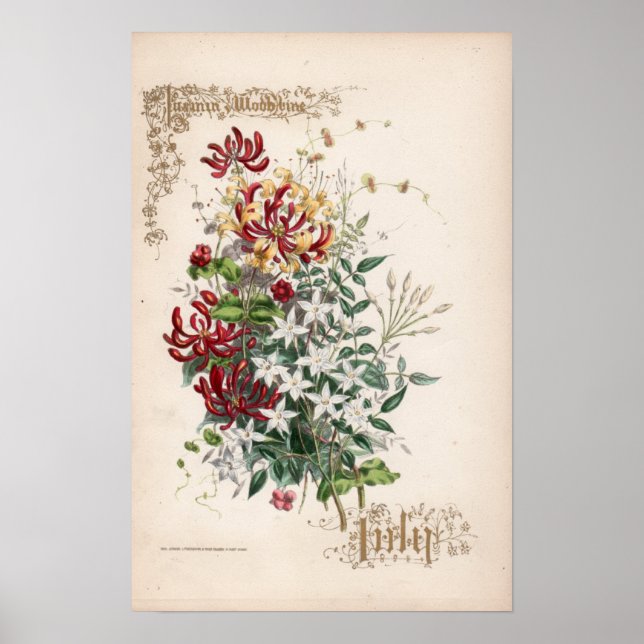 Botanical Engravings, July Poster (Front)