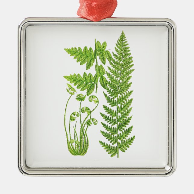 Botanical Fern Illustration No.7 Tropical Decor Metal Tree Decoration (Front)