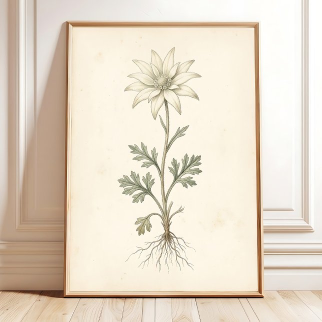 Botanical Flannel Flower Canvas Print Art (Creator Uploaded)