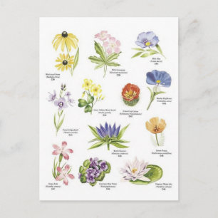 Botanical flower illustrations postcard