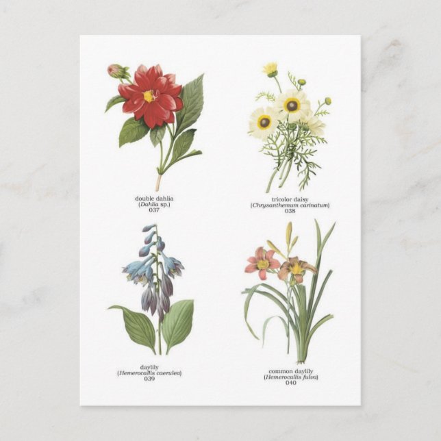 Botanical flower illustrations postcard (Front)