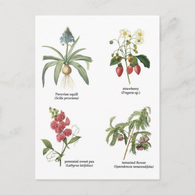 Botanical flower illustrations postcard (Front)