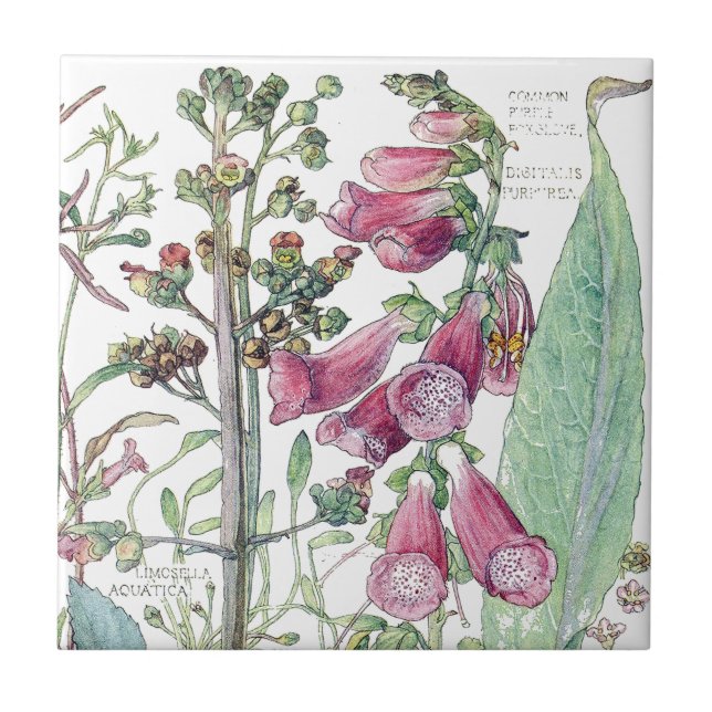 Botanical Foxglove Wildflower Flowers Tile (Front)