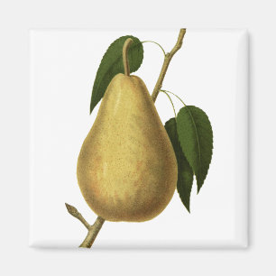 Botanical Fruit Pear Magnet
