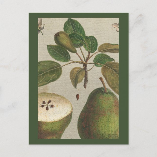 Botanical Fruit Pear Still Life Postcard (Front)