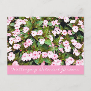 Botanical Gardens pink flowers NSW Postcard