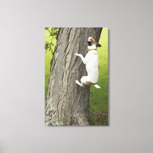 Botanical Gardens, Sydney, New South Wales, 4 Canvas Print