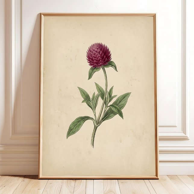 Botanical Globe Amaranth Vintage Print Art (Creator Uploaded)