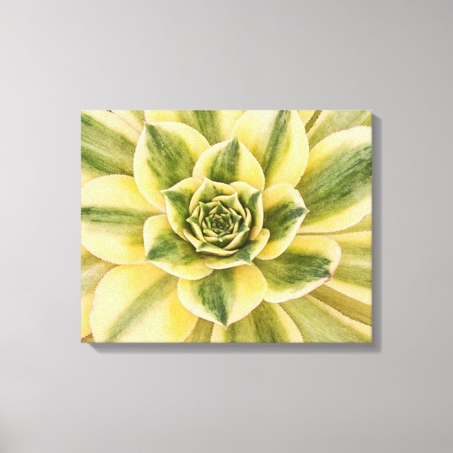 Botanical, Green Succulent photograph on canvas (Front)