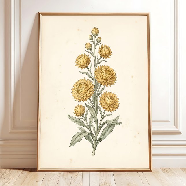 Botanical Helichrysum Vintage Art Print (Creator Uploaded)