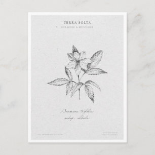 Botanical Illustration 3 'The Awakening of Spring' Postcard