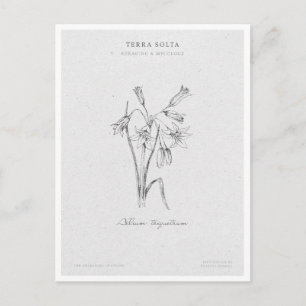 Botanical Illustration 4 'The Awakening of Spring' Postcard