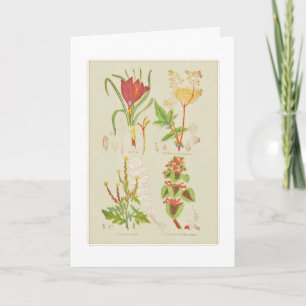 Botanical Illustration from Plate I Thank You Card
