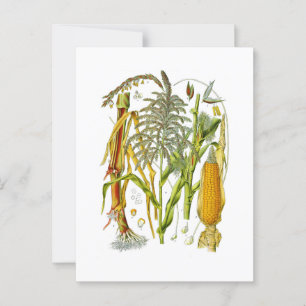 Botanical illustration of Maize plant Postcard
