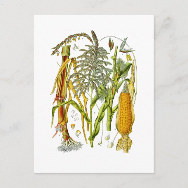 Botanical illustration of Maize plant Postcard (Front)