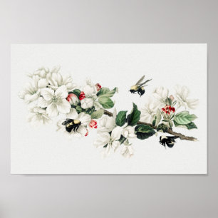 Botanical Illustration Poster