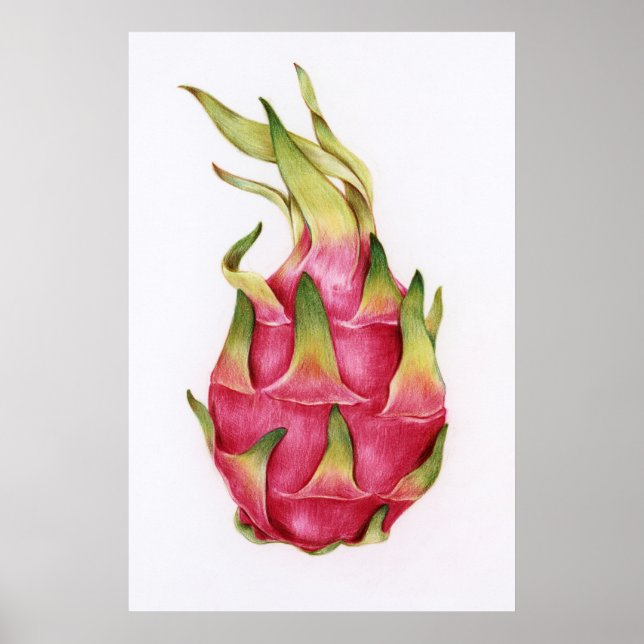 Botanical Illustration Poster (Front)