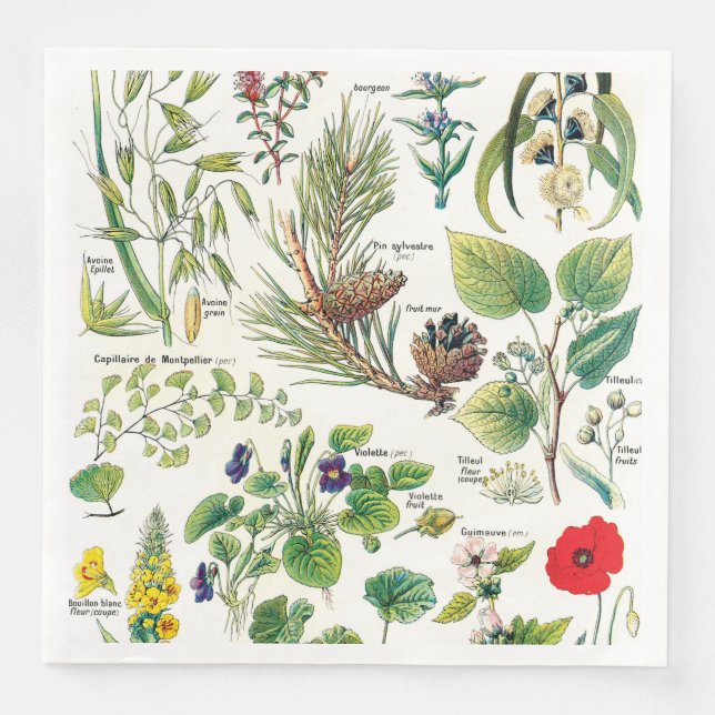 Botanical Illustrations Napkin (Front)