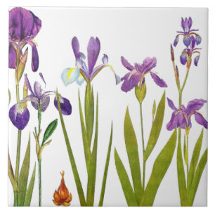 Botanical Iris Flowers Redoute Floral Garden Tile
