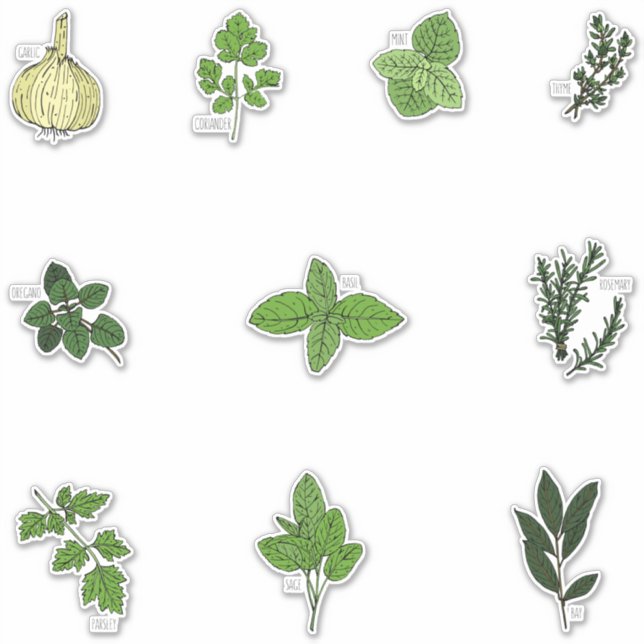 Botanical Kitchen Herb Illustrations (Front)
