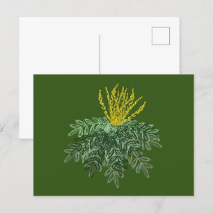Botanical Mahonia Shrub Hand Drawn  Green   Postcard