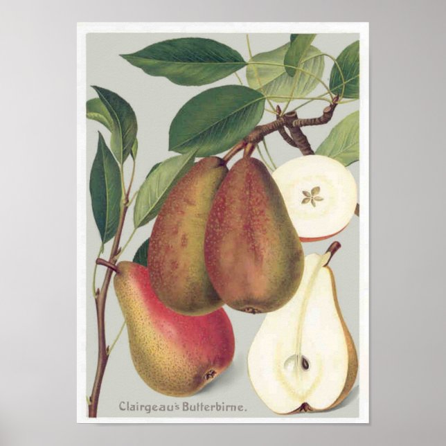 Botanical Pears Vintage Illustration Poster (Front)