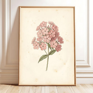Botanical Phlox Wall Art Print