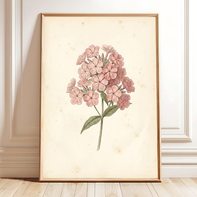 Botanical Phlox Wall Art Print (Creator Uploaded)