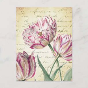 Botanical Pink and White Tulip Illustration Postcard