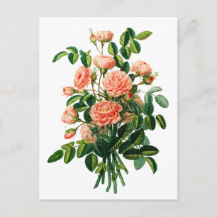 Botanical Pink Peony Bokeh Postcard