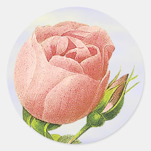 Botanical Pink Rosebud Sticker