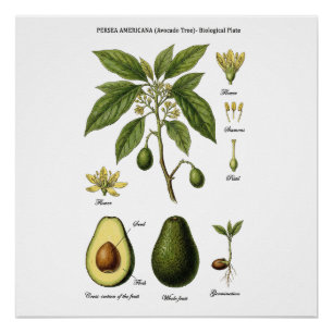 Botanical Plate Avocado Persea Americana and Cross Poster