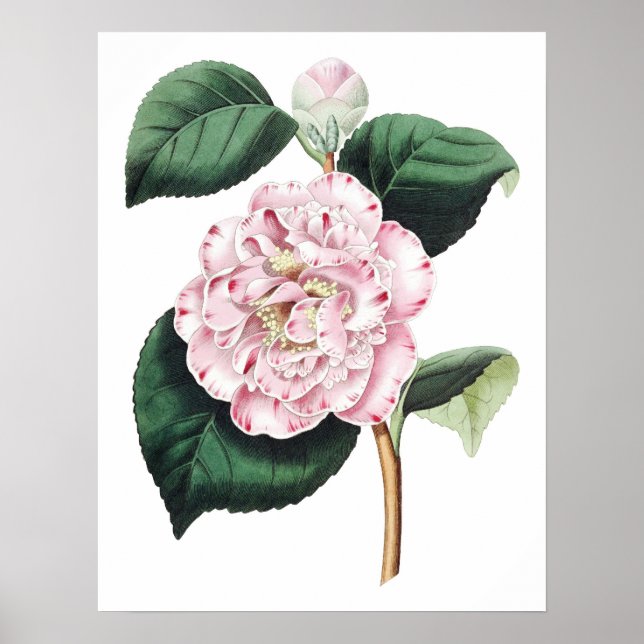 Botanical PREMIUM QUALITY print of camellia (Front)