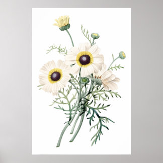 Botanical PREMIUM QUALITY print of chrysanthemum