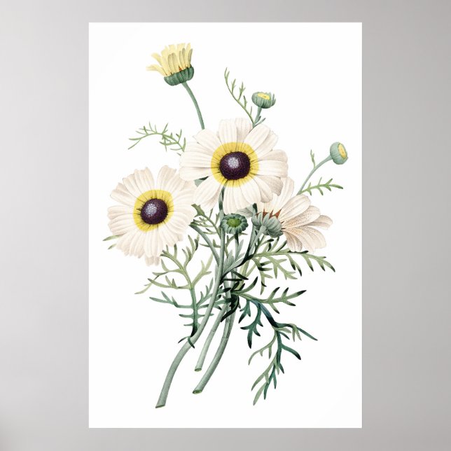 Botanical PREMIUM QUALITY print of chrysanthemum (Front)
