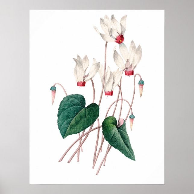 Botanical PREMIUM QUALITY print of cyclamen (Front)