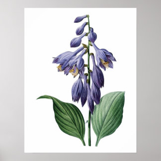 Botanical PREMIUM QUALITY print of day lily