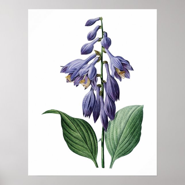 Botanical PREMIUM QUALITY print of day lily (Front)