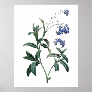 Botanical PREMIUM QUALITY print of forget-me-not