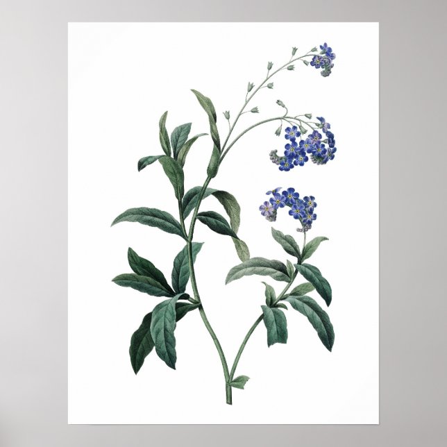 Botanical PREMIUM QUALITY print of forget-me-not (Front)