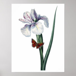 Botanical PREMIUM QUALITY print of iris